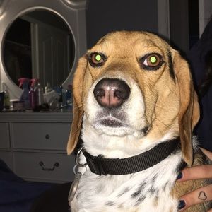 Meet your Posher, Korik